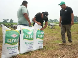 Cuatro empresas ligadas al agro compran cerca de 5.000 toneladas de urea al año a YPFB